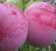 Apple stablo Alesya: opis sorte, finoća njege, recenzije vrtlara