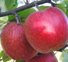 Apple Antey: opis i osobitosti uzgoja