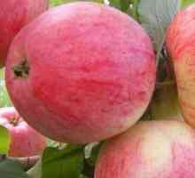 Apple Tree Bolotovskoe: opis, fotografije, recenzije. Distribucija i svojstva sorte