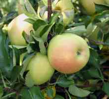 Apple Tree Wonderful: opis, recenzije, fotografije. Apple Tree Divan patuljak