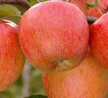 Jabuka `fuji`. Što izgleda `fuji` stablo jabuka: opis sorte