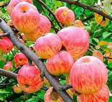 Apple tree `apple saved`: opis, fotografije i recenzije