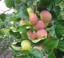 Jubilarno stablo jabuka: opis sorte, obilježja uzgoja, recenzije