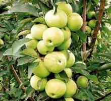 Jabuka stablo u obliku `malyukha`: fotografija, opis sorte, recenzije