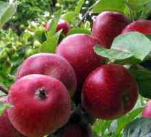 Jabuka drvo `kovalenkovsky`: opis ocjena i odlazak