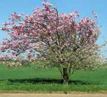 Apple Tree Mantet: Variety opis, sadnja i njegu
