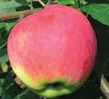 Apple Tree Mantet je opis sorte