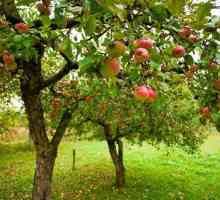 Apple Pervouralskaya: opis sorte, sadnja i njegu