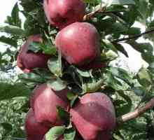 Red Apple Chef: opis, sadnju i njegu