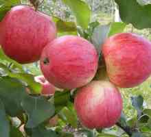 Apple Tree Sunčani opis sorte