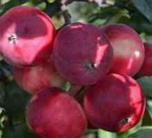 Apple Tree Treasured: opis, fotografije, ocjene na prodaju
