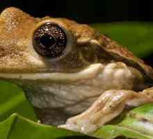 Otrovno stablo žaba: opis, fotografija