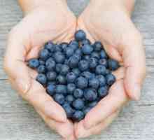 Berry borovnica: korisna svojstva i kontraindikacije