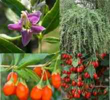 Goji bobice: sadnja i njegu, uzgoj, korisna svojstva i značajke