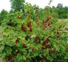 Berry kiselina (crveni ribizl): sadnja i njegu na otvorenom terenu, bolesti i liječenje, korisna…