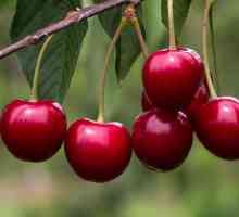 Cherry berries: korisna svojstva i kontraindikacije