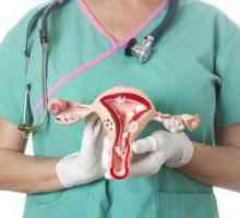 Яичники у женщин: расположение. Анатомия человека в картинках