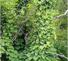 Jams su biljke roda Dioscorea: opis, vrsta, uzgoj, uporaba i kontraindikacije