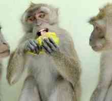 Javanski macaque: sadržaj u kući