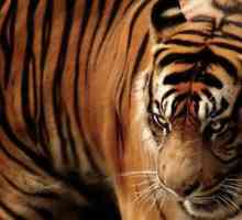 Je li Javan tigar živ? Opis vrste