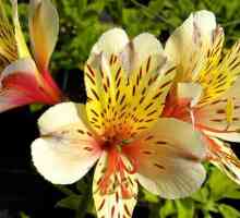 Jezik cvijeća: alstroemeria. Vrijednost cvijeta