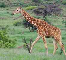 Jezik žirafa i drugih značajki najvišeg sisavca na svijetu