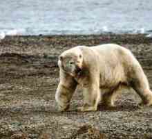 Problemi u okolišu u arktskoj pustinji. Problemi okoliša i njihovi uzroci