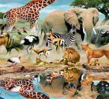 Ekologija životinja: osnove, vrste, problemi