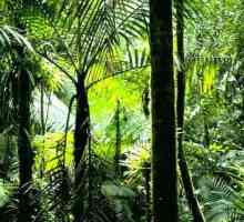 Ekvatorske šume - pluća našeg planeta