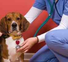Ekcemi kod pasa: opis, uzroci i značajke kućnog tretmana