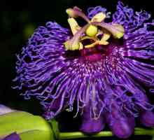Egzotično cvijeće: ljepota i originalnost u kući