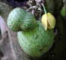 Egzotični plod sašep: što je to plod, gdje raste i kako se prijaviti?