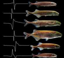 Električne ribe: popis, značajke i zanimljive činjenice