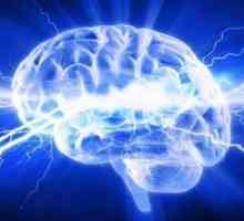 Električne sinapse i njihove osobine