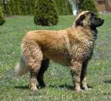 Eshterlianski ovčji pas ili portugalski pastirski pas: opis pasmine