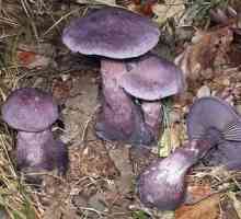 Ove nevjerojatne jestive purpure gljive