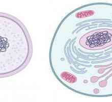 Eukarioti su organizmi čije stanice imaju jezgru