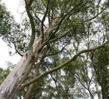 Eukaliptus prutoid: opis, fotografija, distribucija, ljekovita svojstva