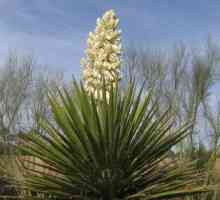 Yucca vrt, yucca na otvorenom: njegu i reprodukciju