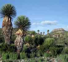 Yucca: kućna njega, transplantacija, reprodukcija