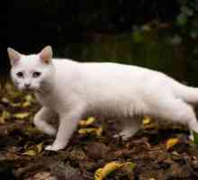 Zašto san bijele mačke? Tumačenje snova