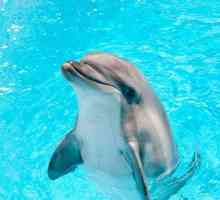 К чему снится дельфин? Сонник: толкование
