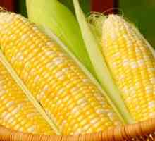 К чему снится кукуруза: версии различных сонников