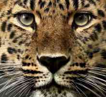 Kakav je san leoparda? Što predskazuje pjegavi grabežljivac?