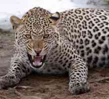 Kakav je san leoparda? Tumač snova će potaknuti odgovor