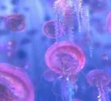 Zašto meduza sanjati? Novac obećava ili propada?
