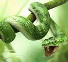 Zašto zmija sanja o čovjeku? Značenje i tumačenje sna