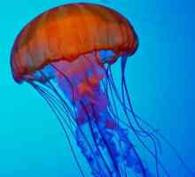 Što izgleda meduza? Kakve opasnosti upozoravaju misteriozni stanovnici dubina mora?