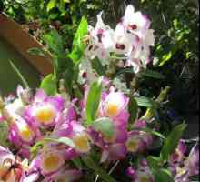 Zašto orhideje? Što znači najčišća ljepota?