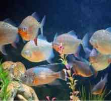 Koju klase pripadaju ribe? Različite značajke, struktura, reprodukcija ribe